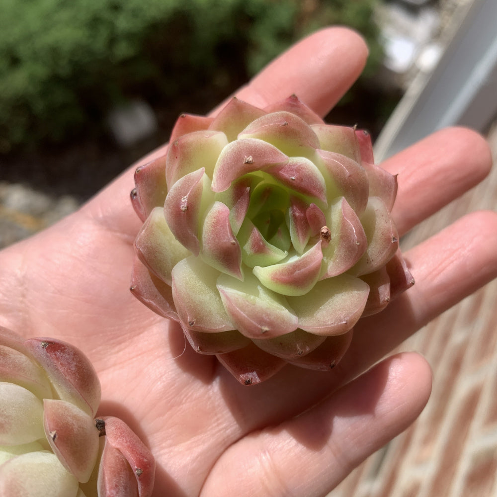 Echeveria 'Dreamlike Nebula' - Single Diameter Approx. 2"-2.5"