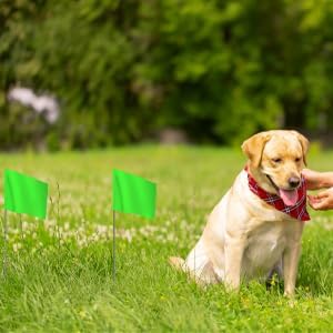 Zozen 50Pack Green Marking Flags, Writable/15x4x5 Inch, Yard Flags for Lawn & Irrigation & Landscape & Sprinkler & Survey & Dog Training.