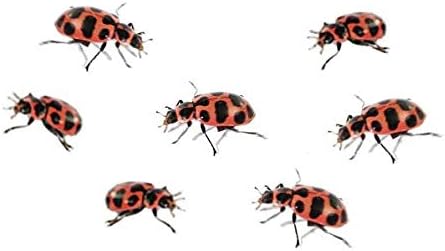 Insect Lore Live Ladybug Growing Kit | Ladybug Land Habitat | 10-15 Live Pink Spotted Ladybug Larvae Included