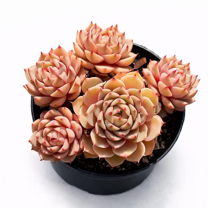 [Mother's Day Gift] Beautiful Hardiness Succulent - Echeveria 'Ben Badis' - Multiple  Rosettes Approx. 3–3.5 inches Across