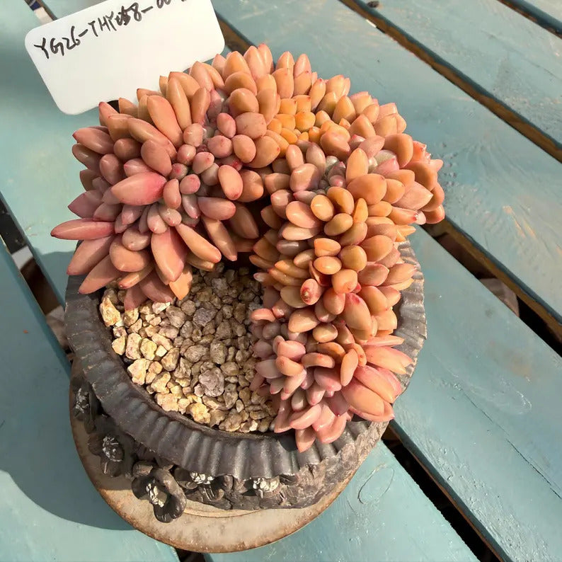 4-Year-Old Rare Crested Growth Succulent No. THY058-0005 | Echeveria 'Peach Blossom Spring' | 3.7-inch Premium Specimen Collector Grade Plant