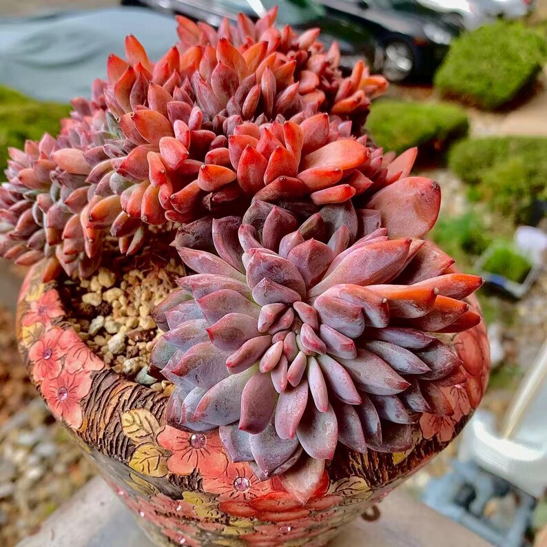 Boutique Rare Succulents/Echeveria Orange Monroe Crested /What You See is What You Get /Bare Root Without Soil Pot/Plants Gifts