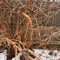 Oakleaf Hydrangea (Hydrangea quercifolia) Stem Cuttings – 10 Hardwood Cuttings, Native Shrub