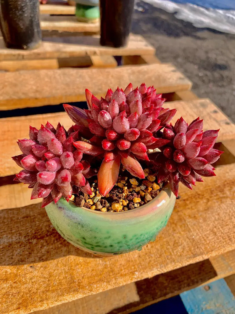 2512-016 Echeveria 'Cherry' - What You See is What You Get Living Plant- Boutique Rare Succulents