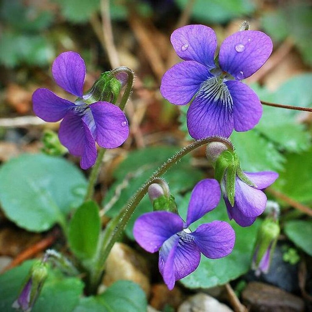 Purple Violet Live Plant – Viola sororia – Maryland Native Shade Groundcover, Zones 3–8