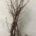 Hazelnut Twigs – Crafting, Floral & Ritual Bundles