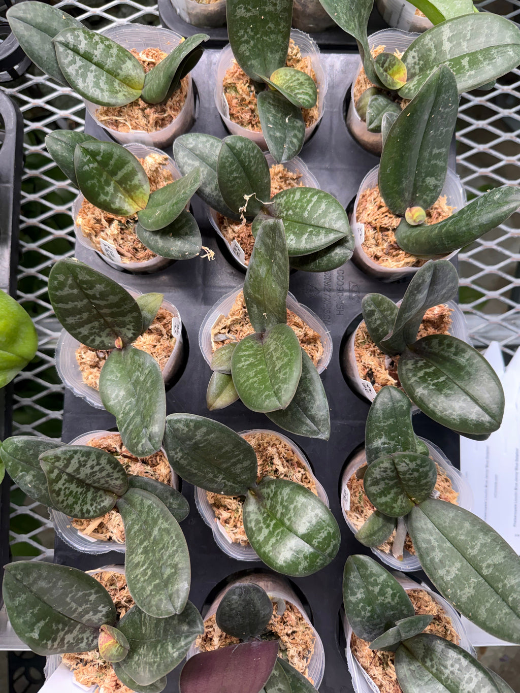 Phalaenopsis schilleriana ‘FeiYan’