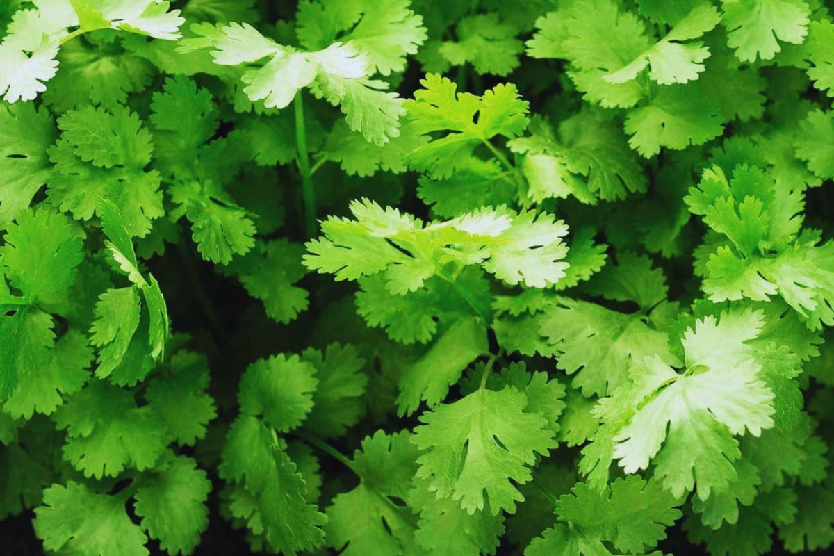 Organic Cilantro Seeds - 150+ Non-GMO Slow Bolt Variety for Fresh Garden Herbs - Coriandrum sativum