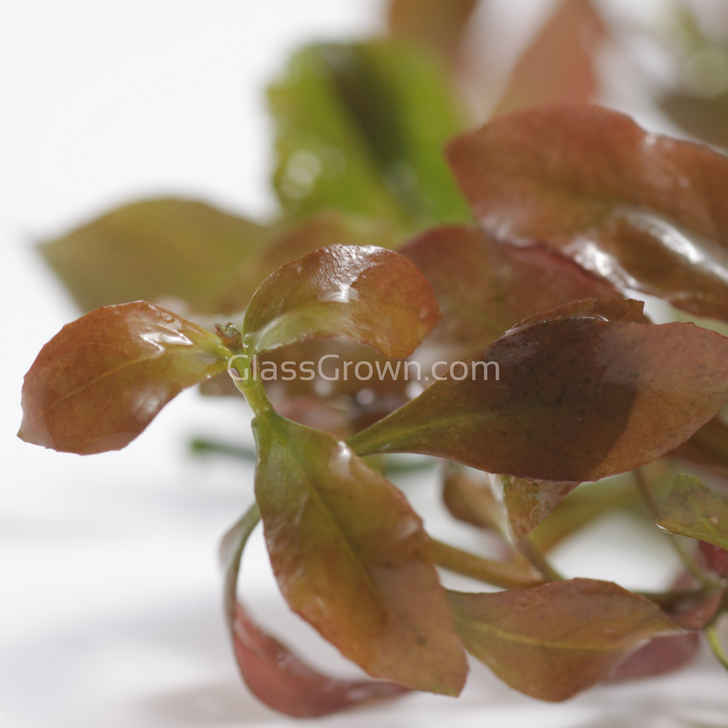 Grower's Choice High Light Plants (6 Bunches)