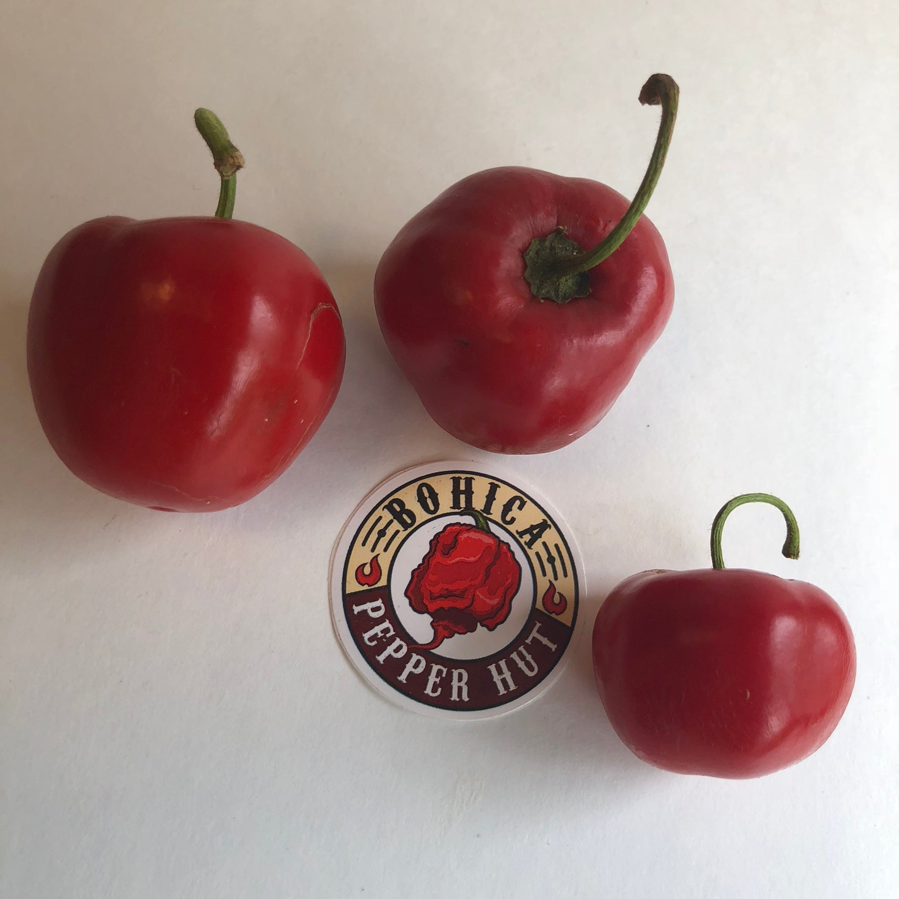 Manzano Red - Seeds