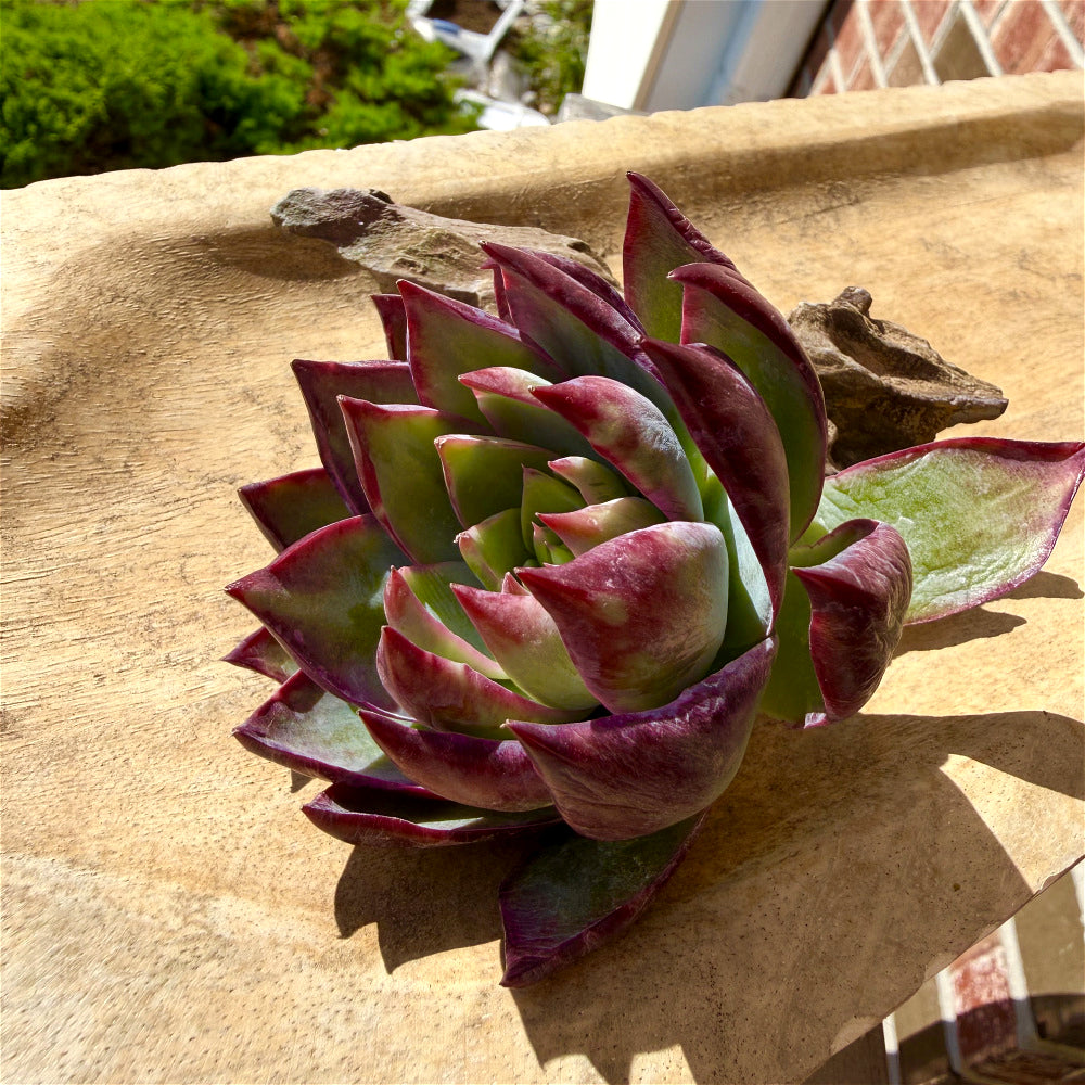 Echeveria Agavoides 'Casio' Variegata ~3"-3.5" Rare Succulent Live Plant