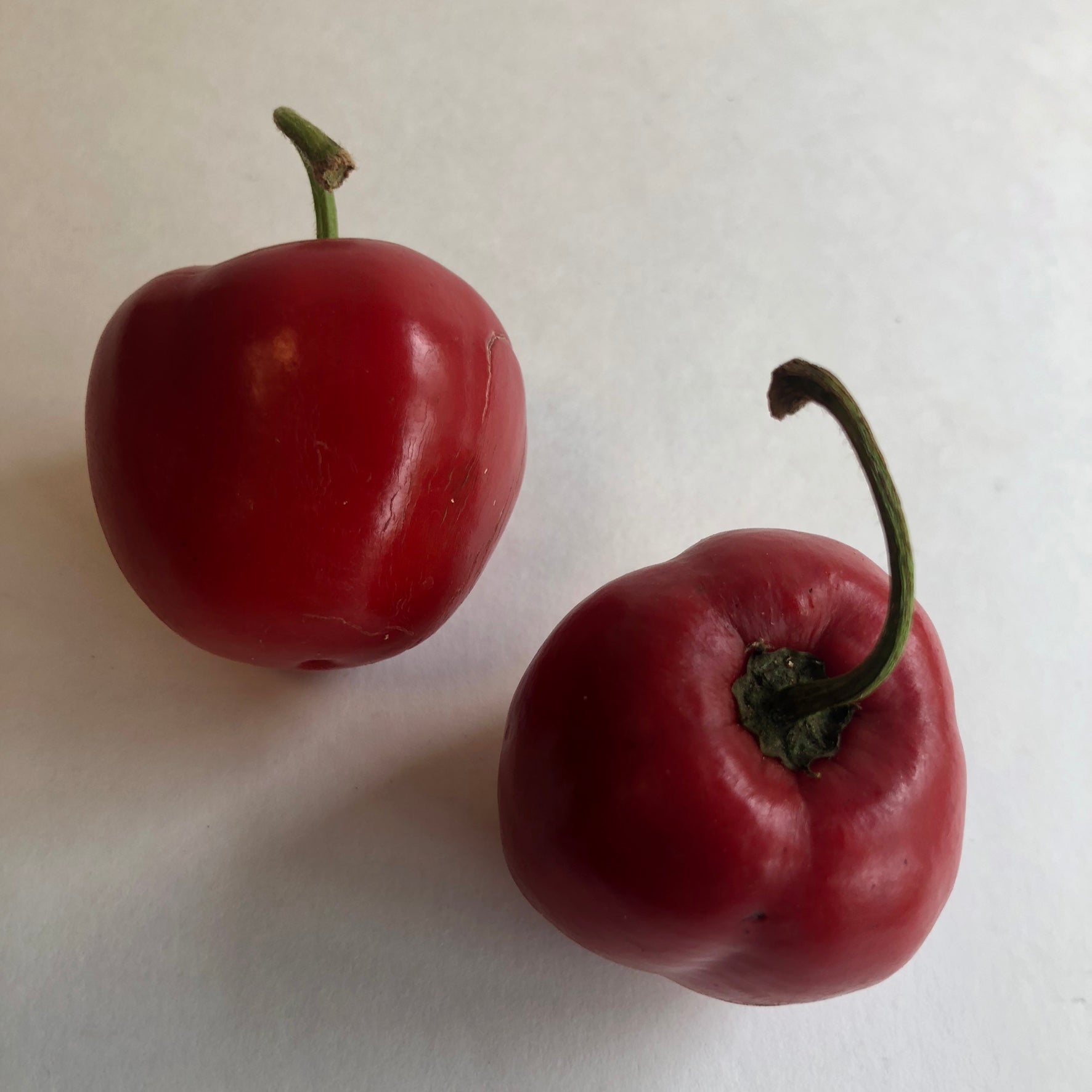 Manzano Red - Seeds