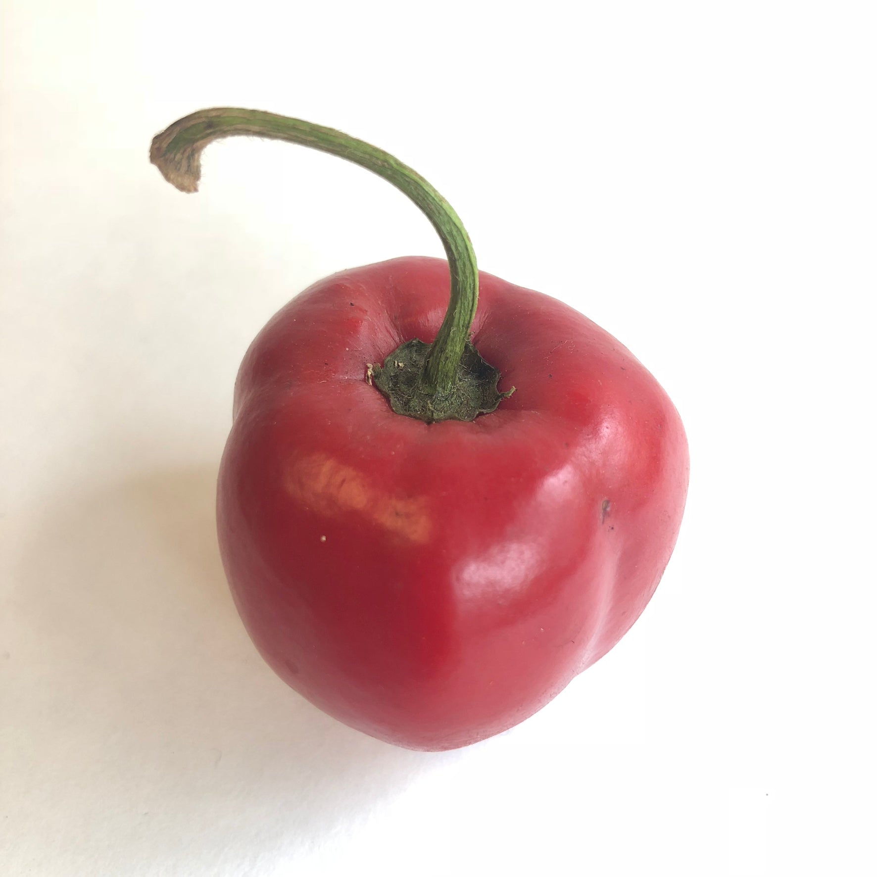 Manzano Red - Seeds