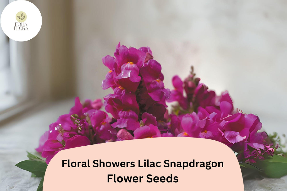 Floral Showers Lilac Snapdragon Seeds - 1000+ Antirrhinum majus Seeds for Garden & Cut Flowers