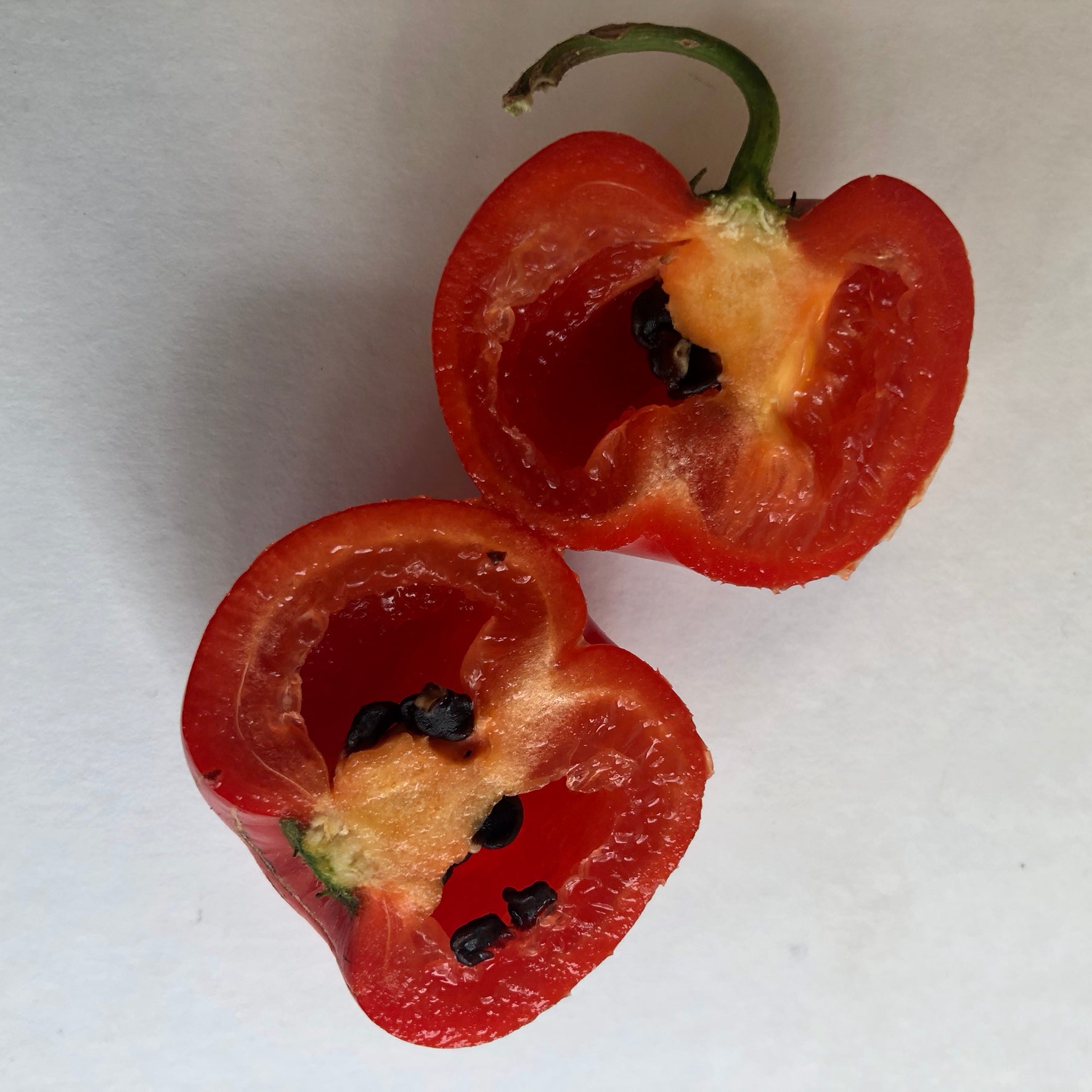 Manzano Red - Seeds