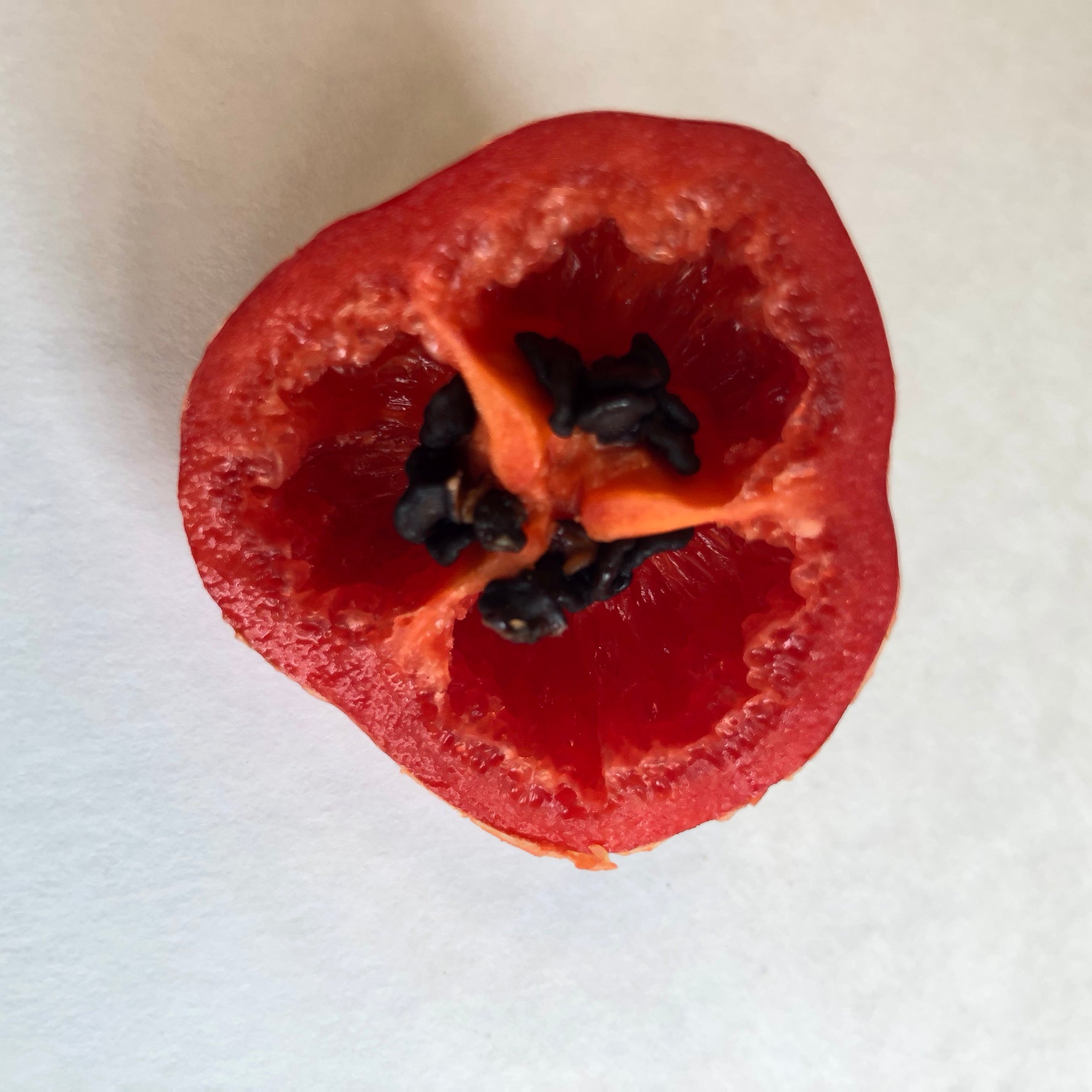 Manzano Red - Seeds