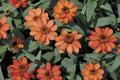 Profusion Apricot Zinnia Seeds – 100+ Heirloom Flower Seeds, , Drought-Tolerant, Pollinator & Cut Flower Garden