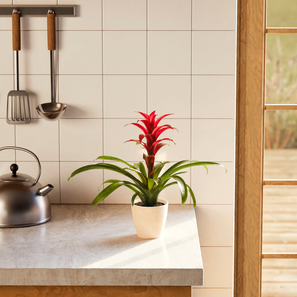 Bromeliad Guzmania