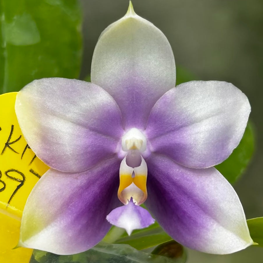 Phalaenopsis (Penang Jewel X (Yaphon Super Jaguar x Samera))"極品" X Phal. (Jennifer Palermo X Chien Lung Red King) "BK#2"