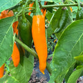 Orange Thai - Seeds