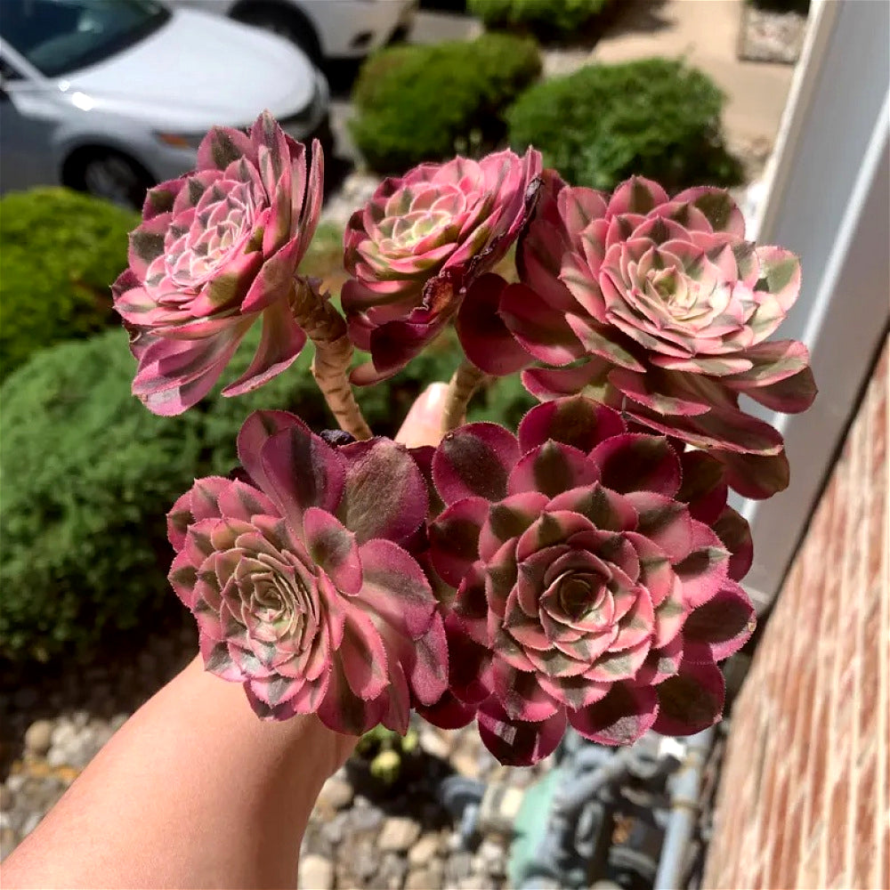 Premium Rare Live Succulent - Aeonium 'Pink Witch' Variegated - 4-5 Heads Clump-forming Plant - Perfect as Wedding Favors or Indoor Decor