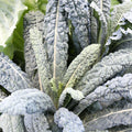 Black Magic Kale