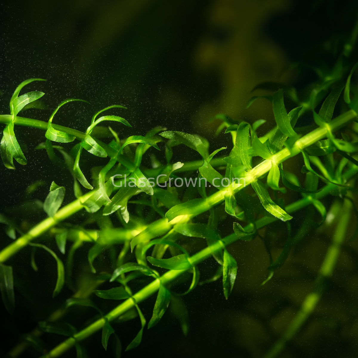 Bunch Anacharis (Elodea or Waterweed)