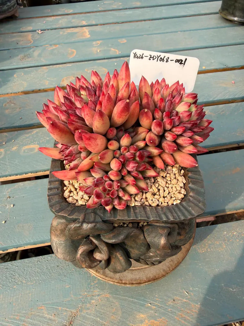 Rare Well-established Succulent --❉ Echeveria 'Pink Cherry' Gen 2 ❉–- Carefully for 42+ Months WYSIWYG Plant No. EDY068-0021