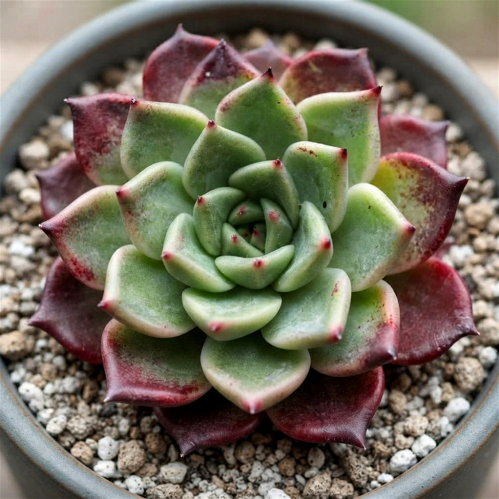 Rare Succulent Echeveria 'Midnight Beauty' 2"-2.5" Live Plant - Collectible Home Plant, Office Accent, Holiday Decorations, Wedding Favors