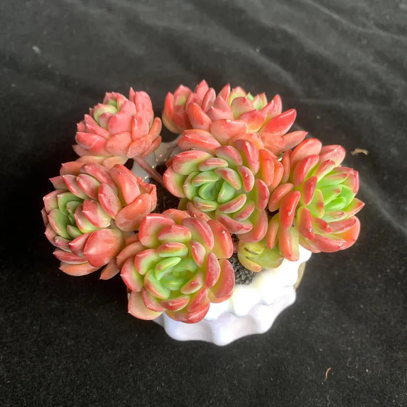 Echeveria 'Fanta' Pink Orange Live Plant