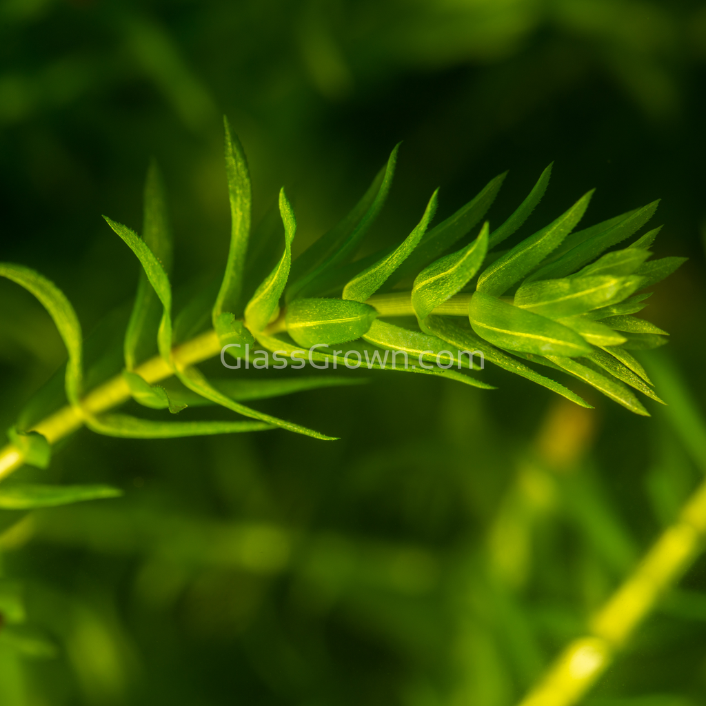 Bunch Anacharis (Elodea or Waterweed)