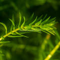 Bunch Anacharis (Elodea or Waterweed)