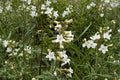 100 Foxglove Beardtongue Seeds Penstemon digitalis Native Wildflower for Pollinators