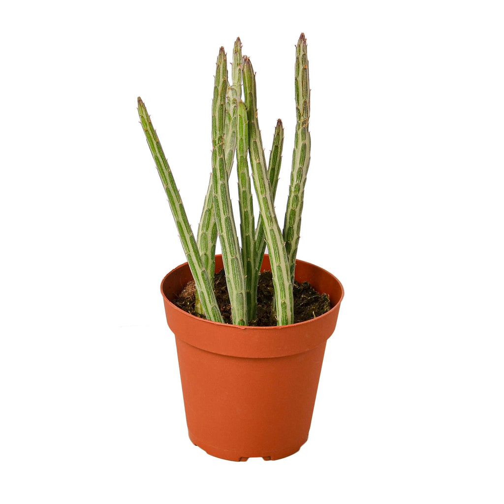 Senecio Stapeliiformis "Candy Cane" PIckle Succulent
