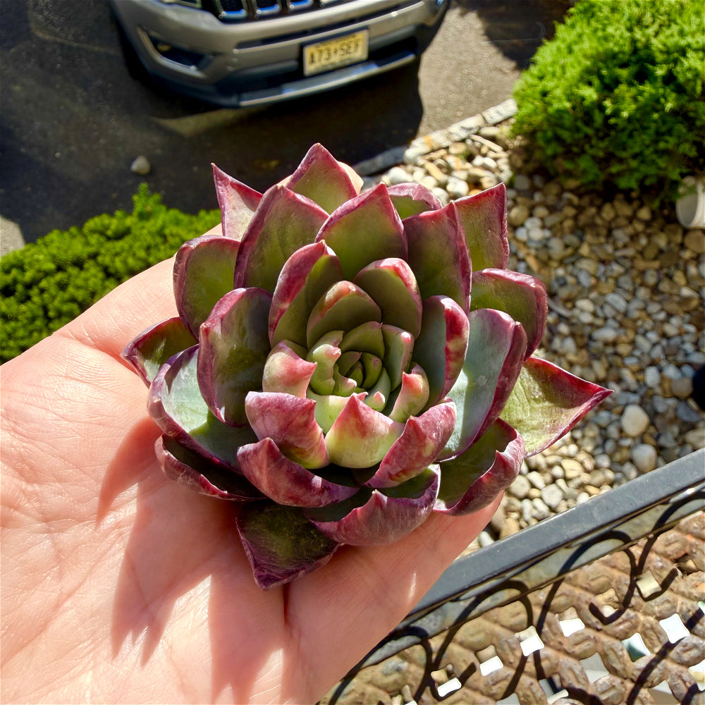 Echeveria Agavoides 'Casio' Variegata ~3"-3.5" Rare Succulent Live Plant