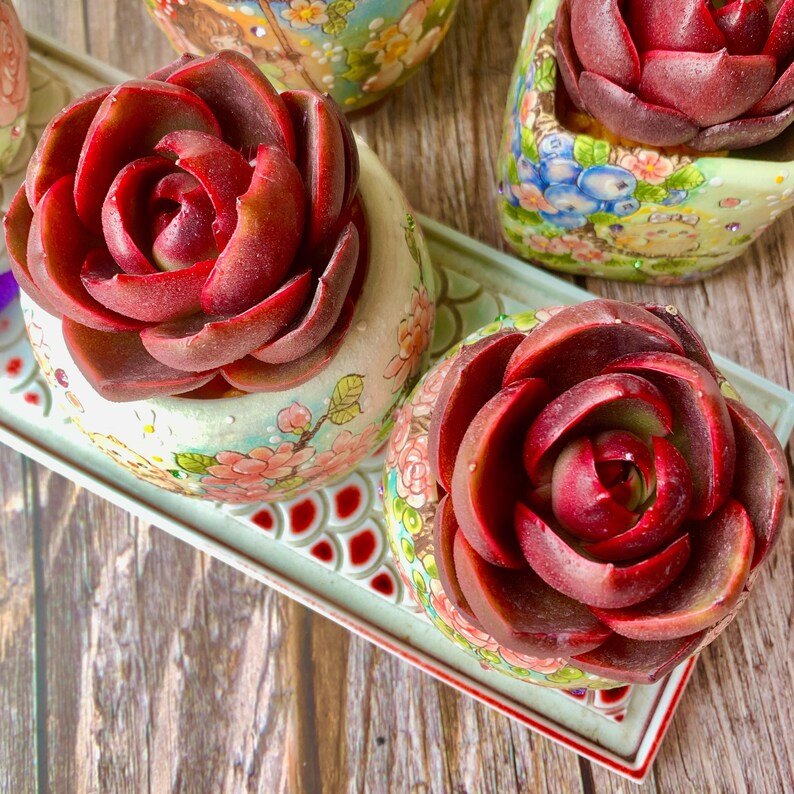 Echeveria 'Red Lantern' Approx. 3"–3.5" in Diameter