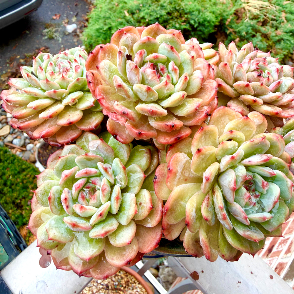 Echeveria 'Rosy Glow' 6.5"-7" WYSIWYG Live Plant - Exact Plant Shown Collector Rare Succulent