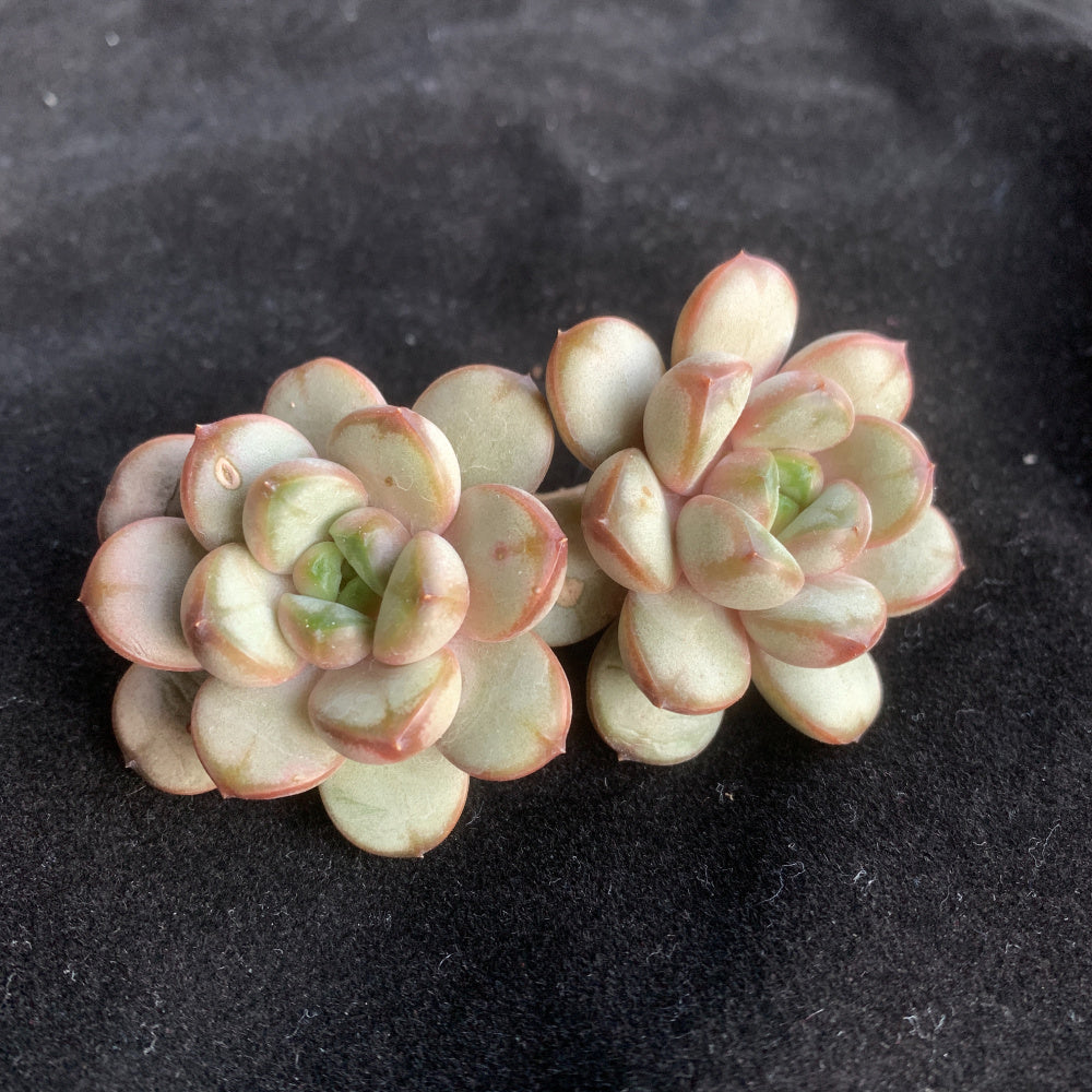 Father's Day Gift: Echeveria 'Champagne Grapes' - "Bubbly" Appearance Grape-like Cluster - Highly Valued Succulent