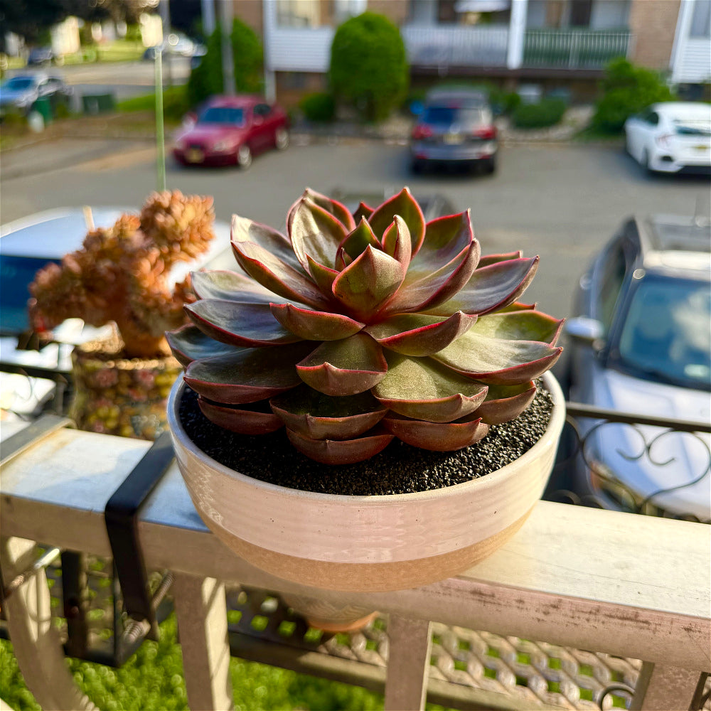 Echeveria 'Red Lantern' ~4"-5" - Boutique Rare Succulent Live Plant