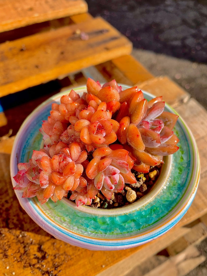Rare Echeveria ‘Orange Monroe’ Succulent Plant | What You See is What You Get | Boutique Live Succulent | Bare Root 2512-036
