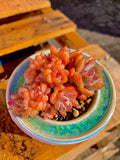 Rare Echeveria ‘Orange Monroe’ Succulent Plant | What You See is What You Get | Boutique Live Succulent | Bare Root 2512-036