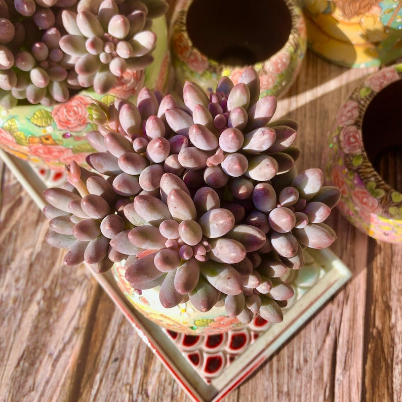 Pachyphytum 'Baby Finger' Multi-stemmed Clustered Approx. 3–3.5 inches Across