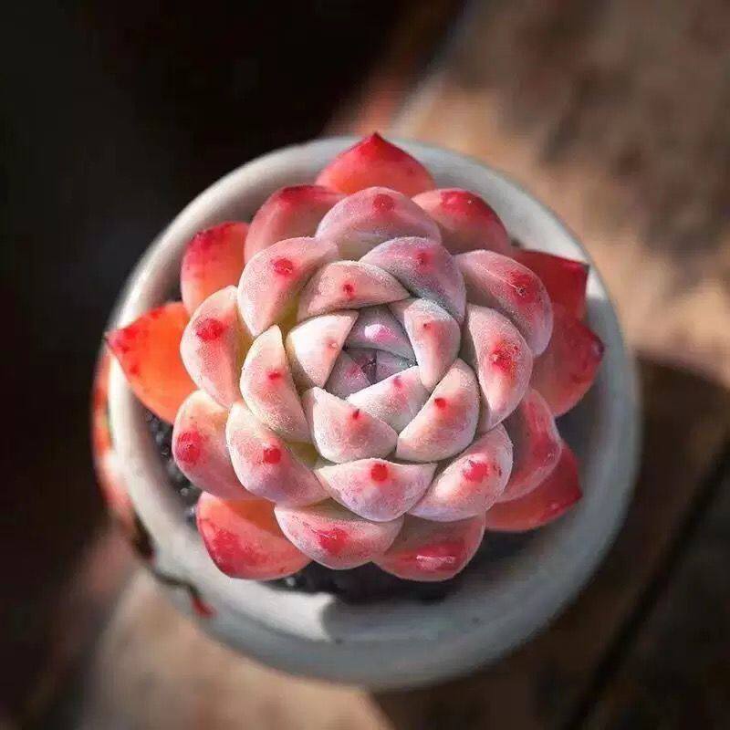 Echeveria ‘Alba Beauty’ Live Succulent | Rosette Echeveria Plant for Desk, Shelf & Minimalist Home Decor