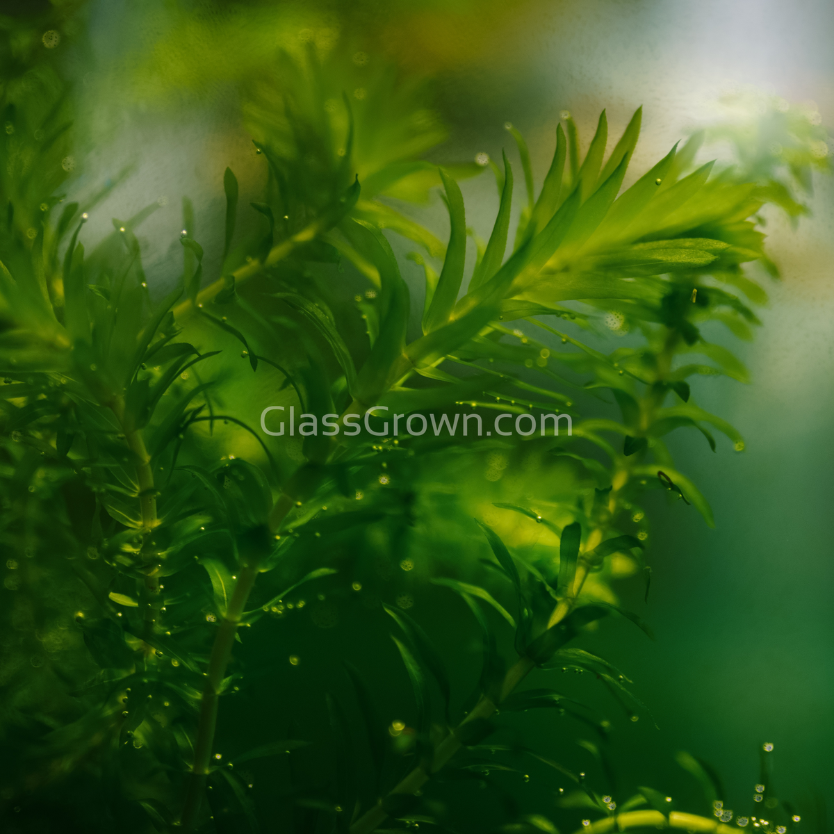 Bunch Anacharis (Elodea or Waterweed)