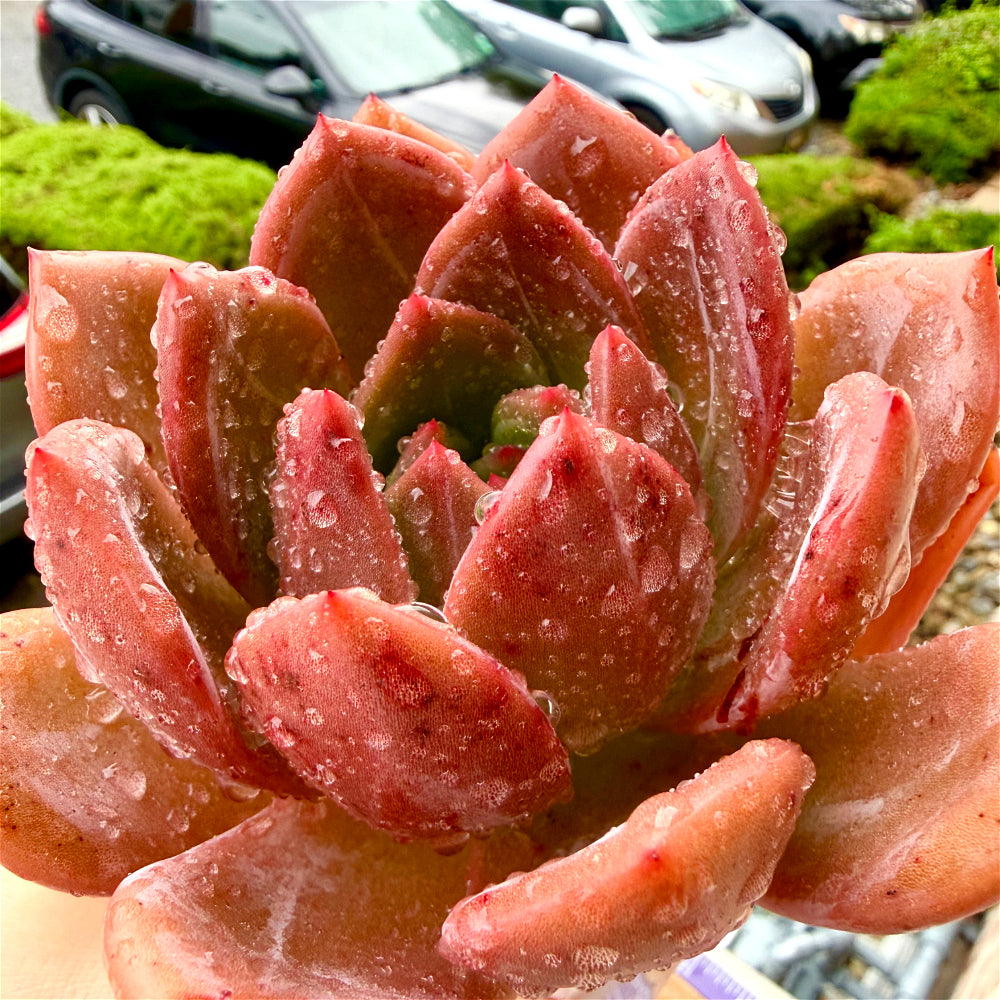 Rare Echeveria 'Wine Champagne' 4.5"-5" Boutique Succulent - 1 of 1 WYSIWYG Live Plant - Exact Plant Shown