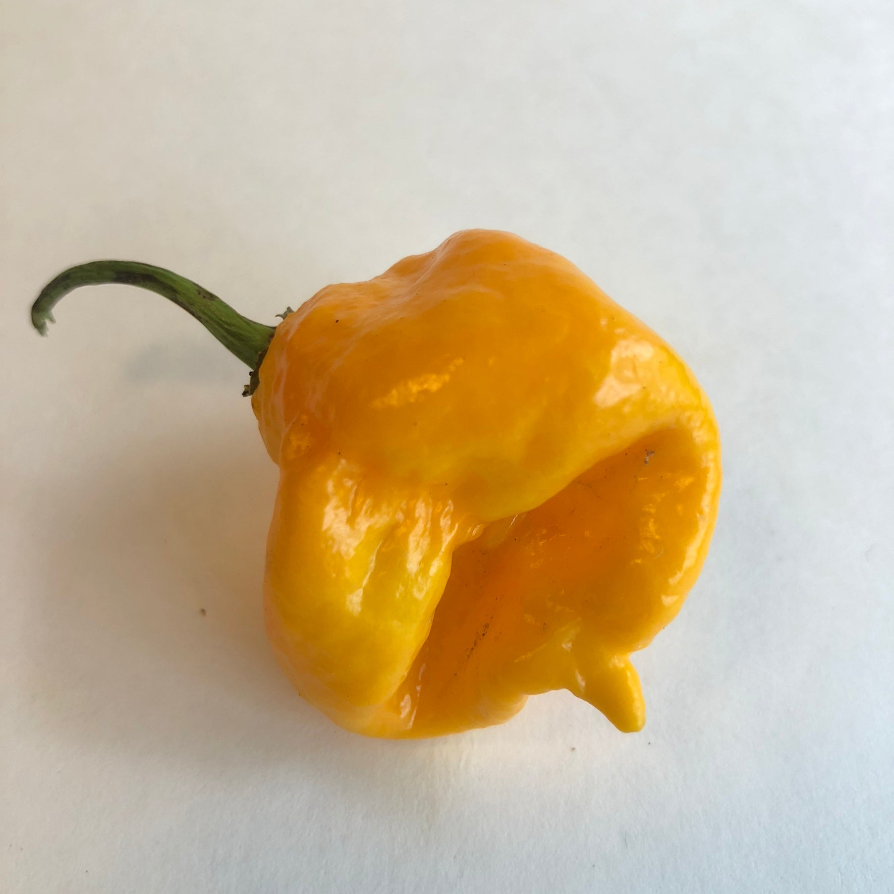 Yellow Reaper - Seeds