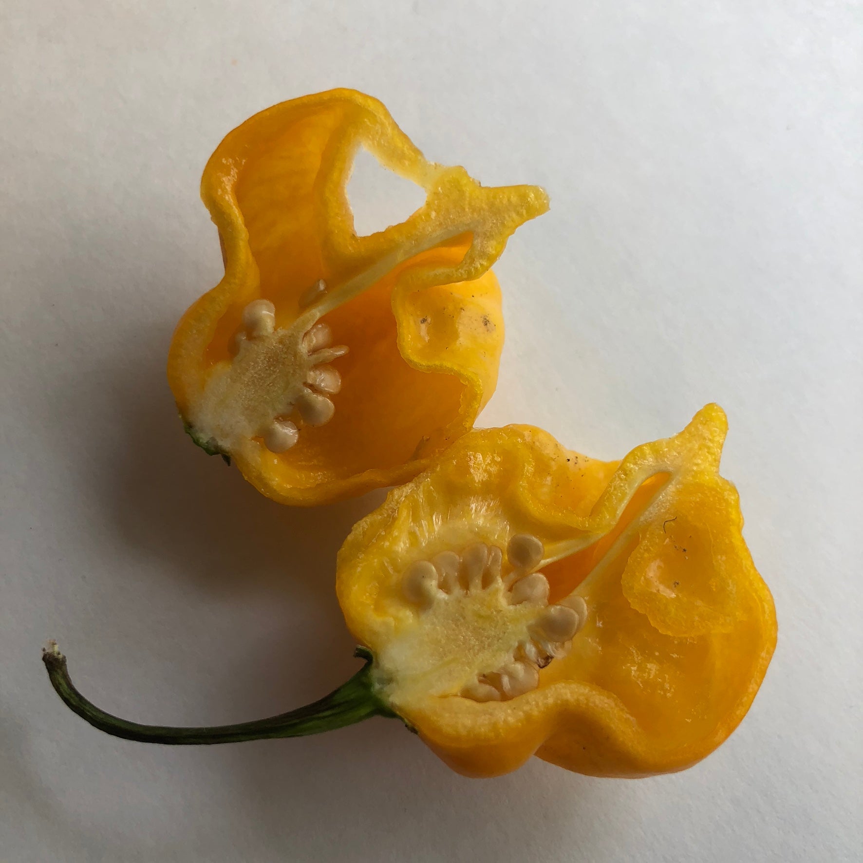 Yellow Reaper - Seeds