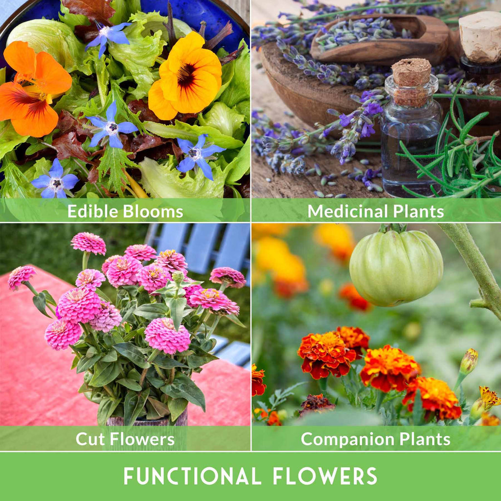 Flower Garden Collection - 36 Flower Seeds for Beauty, Bees & Wellness