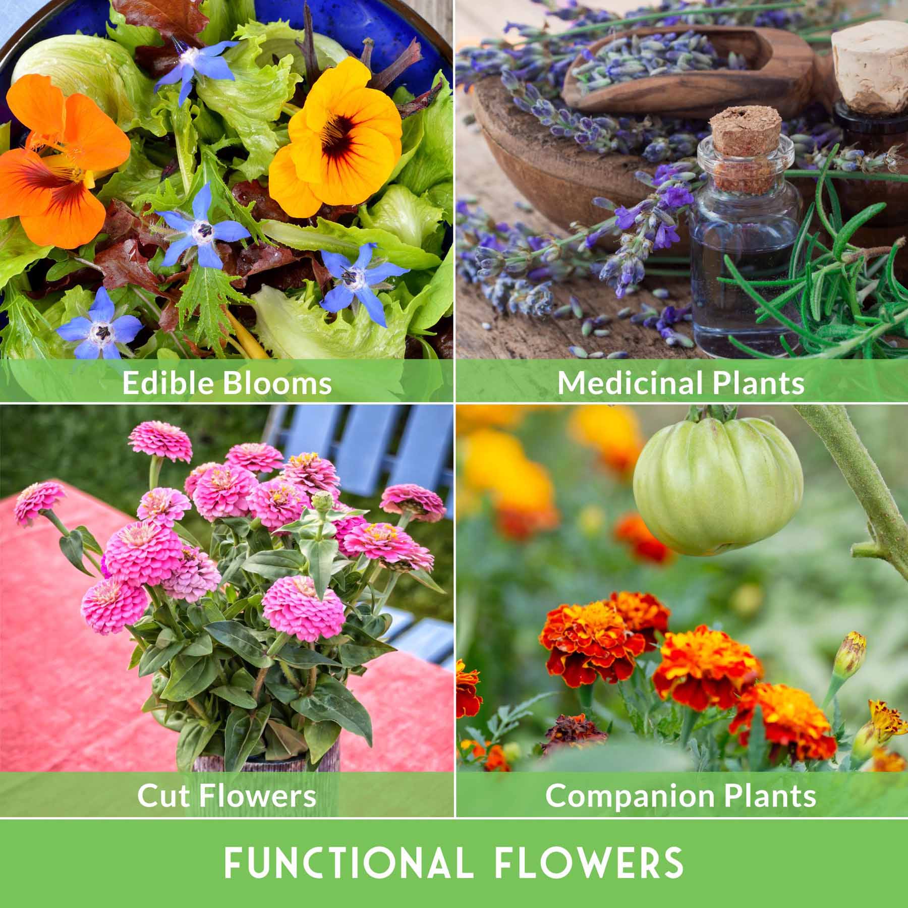 Flower Garden Collection - 36 Flower Seeds for Beauty, Bees & Wellness