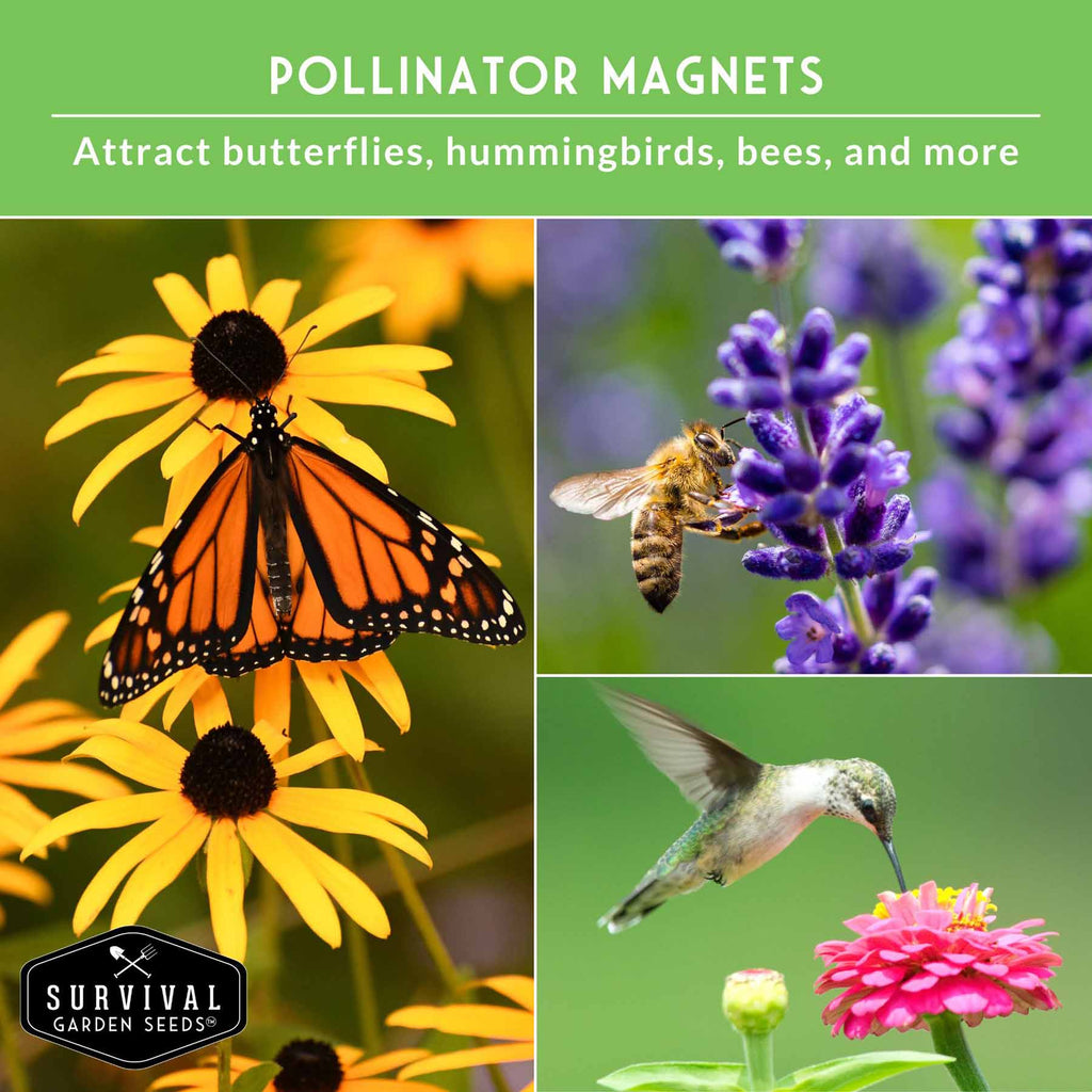 Flower Garden Collection - 36 Flower Seeds for Beauty, Bees & Wellness